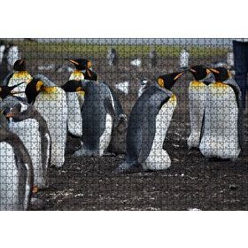 Cakapuzzle İmparator Penguenleri ve Yavru 120 Parça Ahşap Puzzle