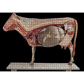 Cakapuzzle İneğin İç Organlarının Görseli 120 Parça Ahşap Puzzle