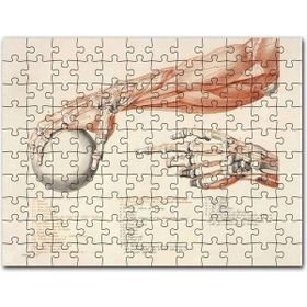 Cakapuzzle İnsan Anatomisi El Kol Görseli 255 Parça Puzzle