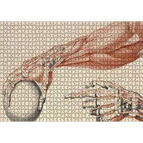 Cakapuzzle İnsan Anatomisi El Ve Kol Bilye Görseli 120 Parça Ahşap Puzzle