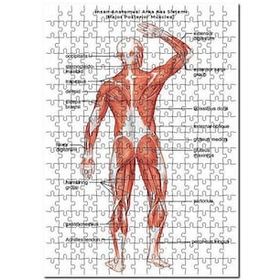 Cakapuzzle İnsan Anatomusi Arka Kas Sistemi 120 Parça Ahşap Puzzle