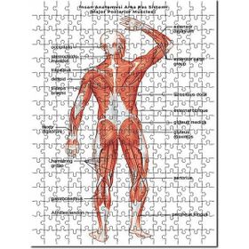Cakapuzzle İnsan Anatomusi Arka Kas Sistemi 120 Parça Ahşap Puzzle