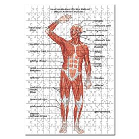 Cakapuzzle İnsan Anatomusi Ön Kas Sistemi 1000 Parça Puzzle