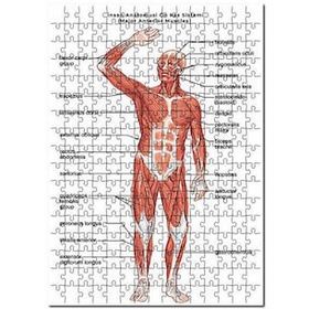 Cakapuzzle İnsan Anatomusi Ön Kas Sistemi 120 Parça Ahşap Puzzle