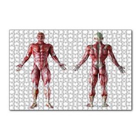 Cakapuzzle İnsan Kas Anatomisi 120 Parça Ahşap Puzzle