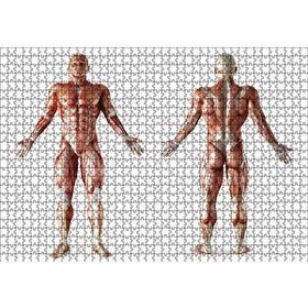 Cakapuzzle İnsan Kas Anatomisi 120 Parça Ahşap Puzzle