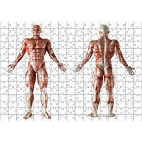 Cakapuzzle İnsan Kas Anatomisi 120 Parça Ahşap Puzzle