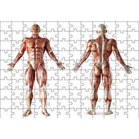 Cakapuzzle İnsan Kas Anatomisi 120 Parça Ahşap Puzzle