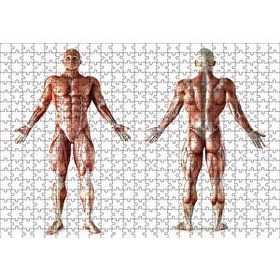 Cakapuzzle İnsan Kas Anatomisi 120 Parça Ahşap Puzzle