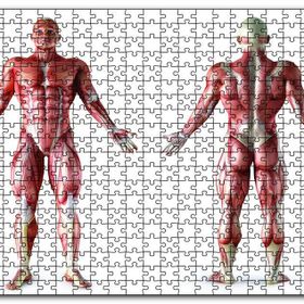 Cakapuzzle İnsan Kas Anatomisi Ahşap 255 Parça Puzzle