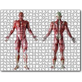 Cakapuzzle İnsan Kas Anatomisi Ahşap 255 Parça Puzzle