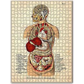 Cakapuzzle İnsan Vücudu Haritası Eski Ahşap 500 Parça Puzzle
