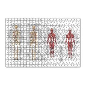 Cakapuzzle İskelet Kas Sistemi Çizimi Ve İsimlendirmesi Görseli 120 Parça Ahşap Puzzle