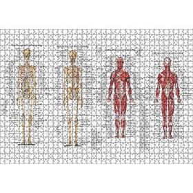 Cakapuzzle İskelet Kas Sistemi Çizimi Ve İsimlendirmesi Görseli 120 Parça Ahşap Puzzle