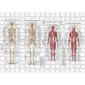 Cakapuzzle İskelet Kas Sistemi Çizimi Ve İsimlendirmesi Görseli 120 Parça Ahşap Puzzle