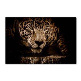 Cakapuzzle Jaguar Pusuda Yakın Plan 255 Parça Puzzle