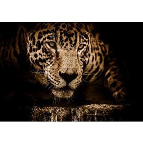 Cakapuzzle Jaguar Pusuda Yakın Plan 255 Parça Puzzle
