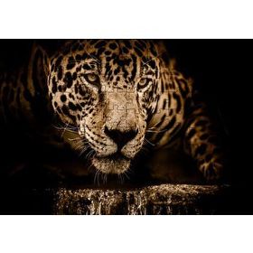 Cakapuzzle Jaguar Pusuda Yakın Plan Mdf 120 Parça Puzzle