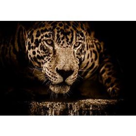 Cakapuzzle Jaguar Pusuda Yakın Plan Mdf 500 Parça Puzzle