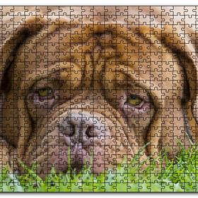 Cakapuzzle Kahverengi Boxer Çimlerde Uzanıyor Yakın Çekim Mdf 1000 Parça Puzzle