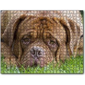 Cakapuzzle Kahverengi Boxer Çimlerde Uzanıyor Yakın Çekim Mdf 1000 Parça Puzzle