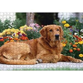 Cakapuzzle Kahverengi Golden Rertriever ve Çiçekler 255 Parça Puzzle