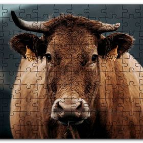 Cakapuzzle Kahverengi İnek Yakın Çekim Flu Arkaplan Mdf 500 Parça Puzzle