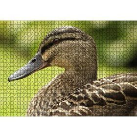 Cakapuzzle Kahverengi Ördek Yakın Plan 1000 Parça Puzzle
