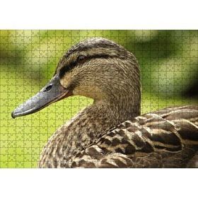 Cakapuzzle Kahverengi Ördek Yakın Plan 500 Parça Puzzle