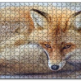 Cakapuzzle Kahverengi Tilki Kendine Sokulmuş Dinleniyor Mdf 500 Parça Puzzle