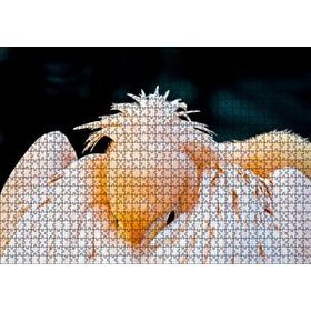Cakapuzzle Kanatları Arasına Gömülmüş Pelikan Yakın Çekim Mdf 1000 Parça Puzzle