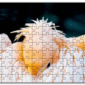 Cakapuzzle Kanatları Arasına Gömülmüş Pelikan Yakın Çekim Mdf 255 Parça Puzzle