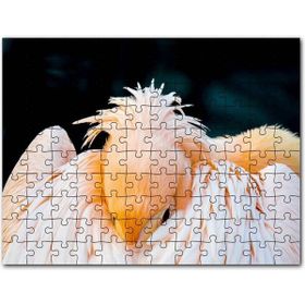 Cakapuzzle Kanatları Arasına Gömülmüş Pelikan Yakın Çekim Mdf 255 Parça Puzzle