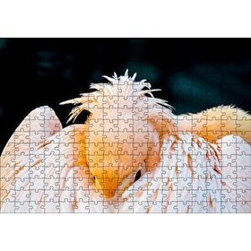 Cakapuzzle Kanatları Arasına Gömülmüş Pelikan Yakın Çekim Mdf 255 Parça Puzzle