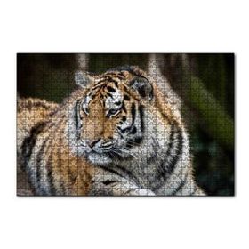 Cakapuzzle Kaplan Hayvanat Bahçesi Yakın Çekim 120 Parça Ahşap Puzzle