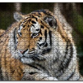 Cakapuzzle Kaplan Hayvanat Bahçesi Yakın Çekim Mdf 255 Parça Puzzle