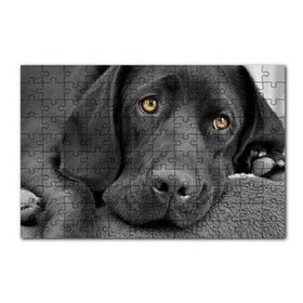 Cakapuzzle Kara Labrador Üzgün Köpek 120 Parça Ahşap Puzzle