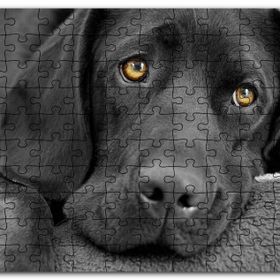Cakapuzzle Kara Labrador Üzgün Köpek Mdf 500 Parça Puzzle