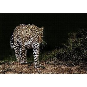 Cakapuzzle Karanlıktaki Java Leoparı 120 Parça Ahşap Puzzle
