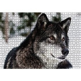 Cakapuzzle Karda Bozkurt Ahşap 1000 Parça Puzzle