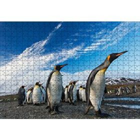Cakapuzzle Karlı Topraklar ve Penguenler Mdf 500 Parça Puzzle