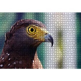 Cakapuzzle Kartal Yakın Plan 1000 Parça Puzzle
