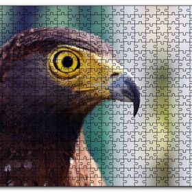 Cakapuzzle Kartal Yakın Plan Mdf 500 Parça Puzzle