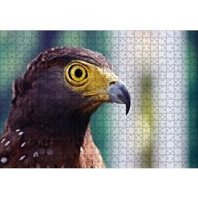 Cakapuzzle Kartal Yakın Plan Mdf 500 Parça Puzzle