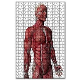 Cakapuzzle Kas Anatomi Yan Görünüm 120 Parça Puzzle