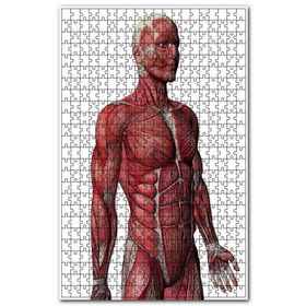 Cakapuzzle Kas Anatomi Yan Görünüm Ahşap 1000 Parça Puzzle
