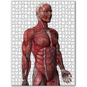 Cakapuzzle Kas Anatomi Yan Görünüm Ahşap 500 Parça Puzzle