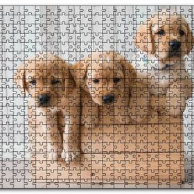 Cakapuzzle Kasada Golden Yavruları Mdf 1000 Parça Puzzle