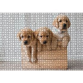 Cakapuzzle Kasada Golden Yavruları Mdf 1000 Parça Puzzle