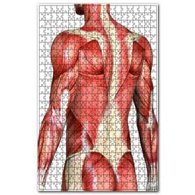Cakapuzzle Kaslı Bir Adam Ahşap 255 Parça Puzzle